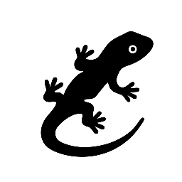 Salamandra Transformación